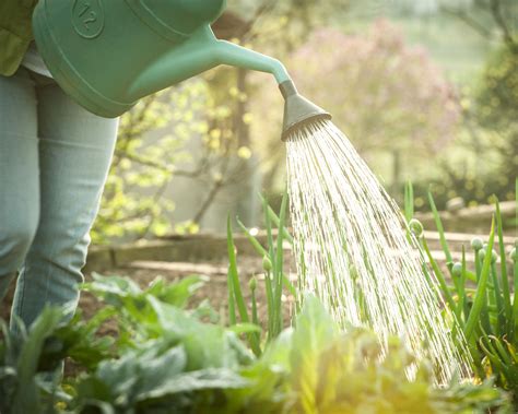 When To Water Plants To Keep Them Healthy And Use Water Wisely