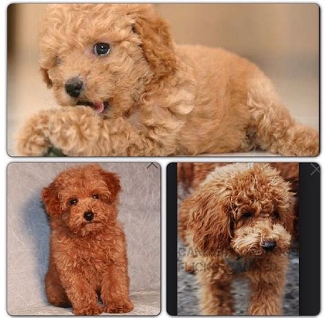 Apricot Miniature Poodle Cute Dogs Miniature Poodle Animals