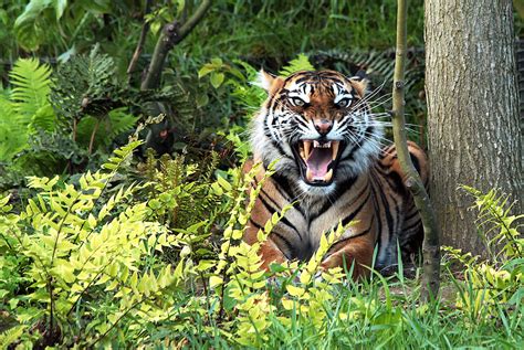Tiger On The Highway Sighting In Sumatra Causes A Stir But Is No Surprise