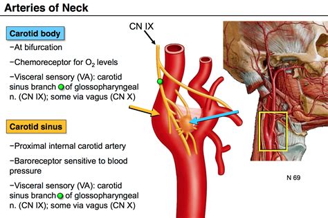 Image Result For Carotid Body Internal Carotid Artery Carotid Artery