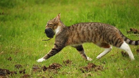 Lions, tigers, monkeys, snakes, dogs and cats eat meat. In Australia, contrary to protests, one million wild cats ...