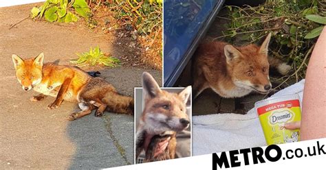 Teacher Rescues Injured Fox Using A Mega Box Of Dreamies Cat Treats