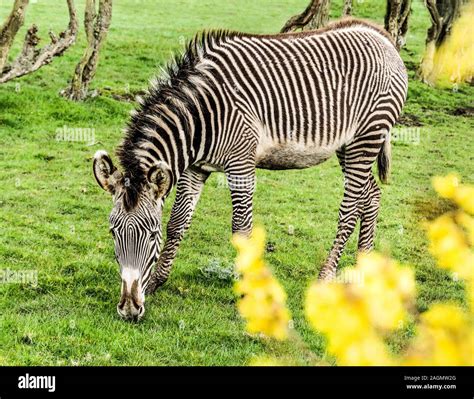 Zoo Chester Zebra Hi Res Stock Photography And Images Alamy