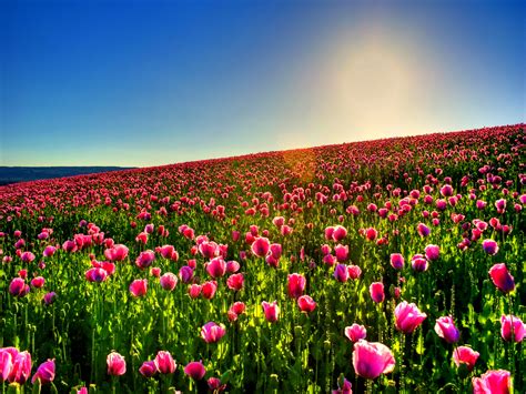 🔥 35 Field Of Tulips Wallpaper Wallpapersafari