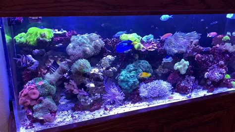 150 Gallon Reef Aquarium Youtube
