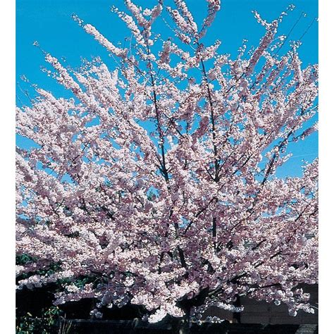 127 Gallon Pink Akebono Flowering Cherry Flowering Tree In Pot L6127