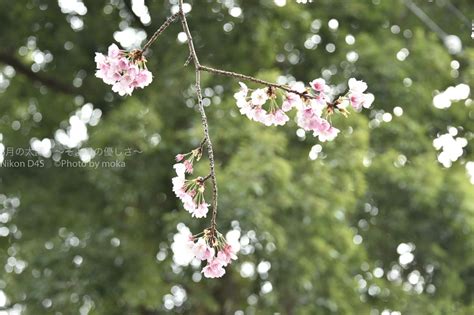 6 桜の花を美しく、かっこ良く撮影する