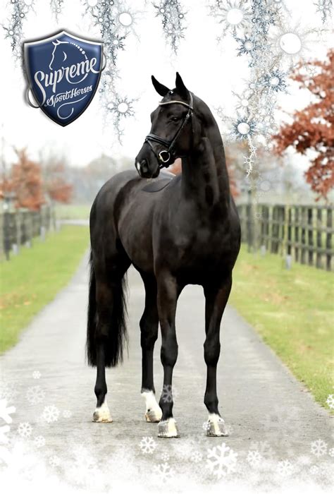 black  licensed approved stallion warmblood sales