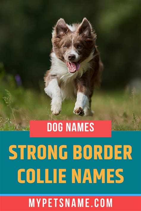 Strong Border Collie Names Border Collie Names Beautiful Dog Names