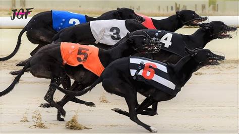 Dog Racing Greyhounds On The Race Course Youtube