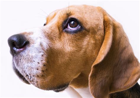 Respiration is the process by which gas exchange between the atmosphere and the lung tissue occurs, it is driven by the mechanical process of breathing created by movement of the rib cage and diaphragm. Trained Dogs Can Identify Lung Cancer, Study Shows ...