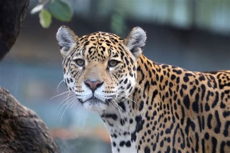 Jaguar Tropical Rainforest Animals Fires At Amazon Rainforest