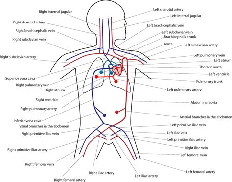 El Moderno Prometeo Circulatory System Components