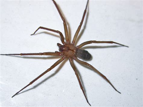 Commons Brown Recluse Spider Biological Science Picture Directory