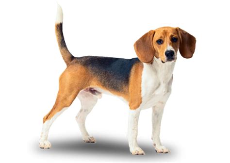 Beagle Dog Breed Information Characteristics And Fun Facts Petcoach