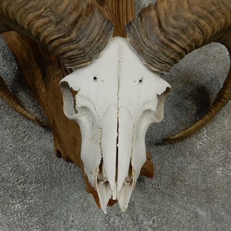 Mouflon Ram Skull And Horns Horns Ram Skull Skull