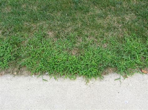 Purdue Turf Tips Weed Management Next To Sidewalks And Driveways