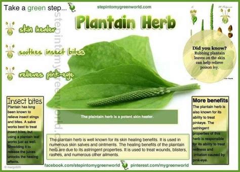 Discover The Surprising Medicinal Uses Of Plantain