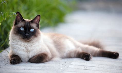 8 Imagini Drăguțe Cu Pisici Siameze Tărâmul Animalelor