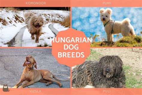 8 Hungarian Dog Breeds Types Of Hungarian Dogs With Photos