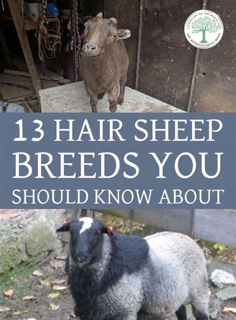 13 Hair Sheep Breeds You Should Know About Abby Web Services