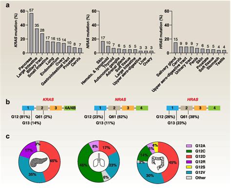 Type And Frequency Of Ras Mutations In Human Cancers A Somatic