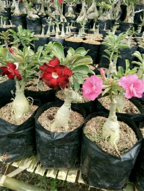 Jual Bibit Bunga Kamboja Triplebahan Bonsai Di Lapak Petani