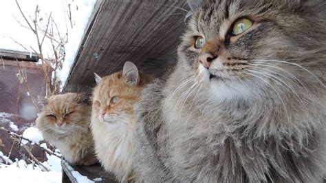 Siberian Cats SnowfallСибирские кошки Снегопадtyoma