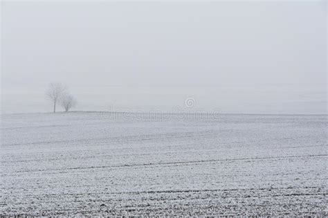 Snowy Trees In Fog During Winter Stock Photo Image Of Field
