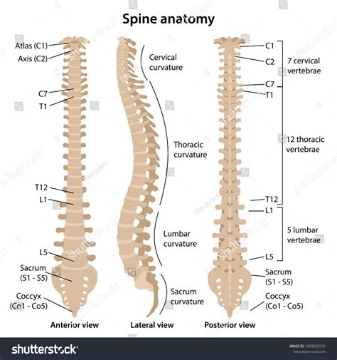 2 739 Human Anatomy Spine Labelled Images Stock Photos Vectors