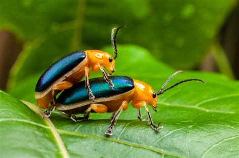 Premium Photo Shining Flea Beetle Asphaera Lustrans Couple Having Sex On Leaf