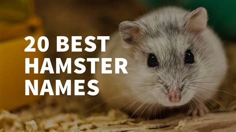 20 Best Hamster Names Youtube