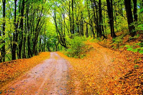 Autumn Forest Roads Stock Photo Image Of Fallen Grove 123917816