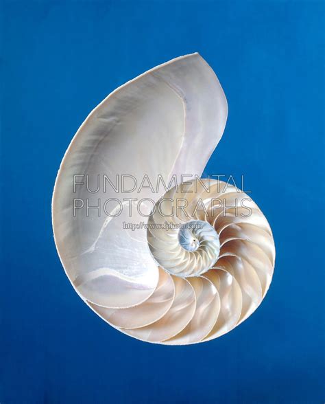 Nautilus Shell Fibonacci Mathematics Fundamental Photographs The