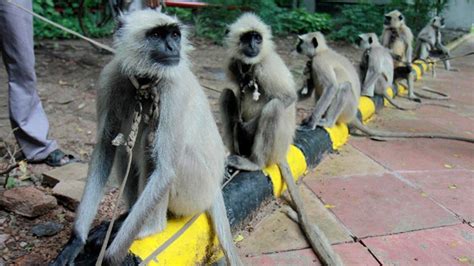 India Fights Monkeys With Bigger Monkeys Fox News