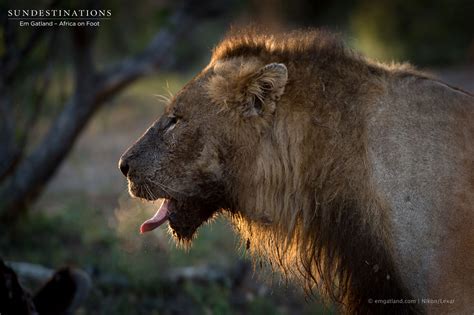 Klaserie Lion Catch-up: NEW Male Lion in Klaserie