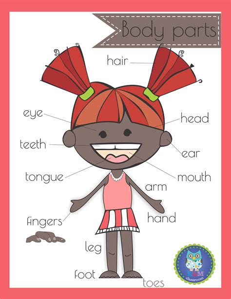 Human Body Parts Poster For Kids