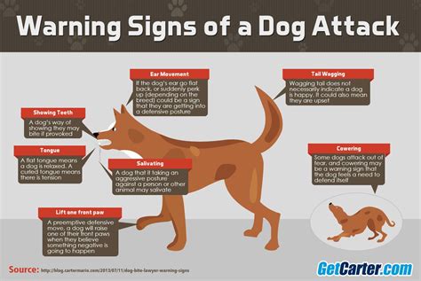 Warning Signs Of A Dog Attack Dog Biting Dog Attack Tail Wagging