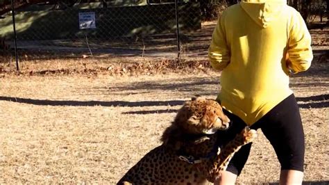 Cheetah Attacked Human Caught At Camera Youtube