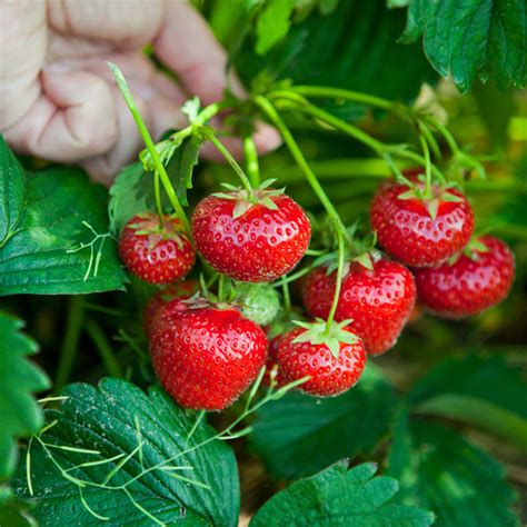 Strawberry Everbearer Albion Express Garden Shop