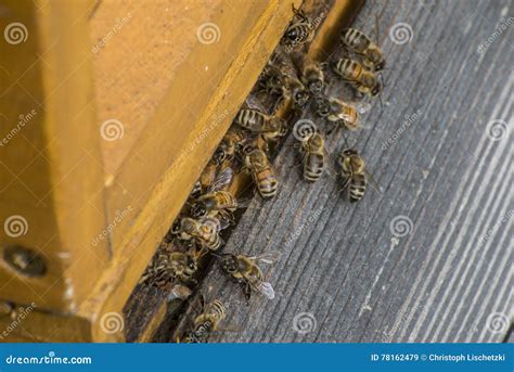 Honey Bee Beehive Fly In Carry Pollen Working 3 Stock Image Image Of