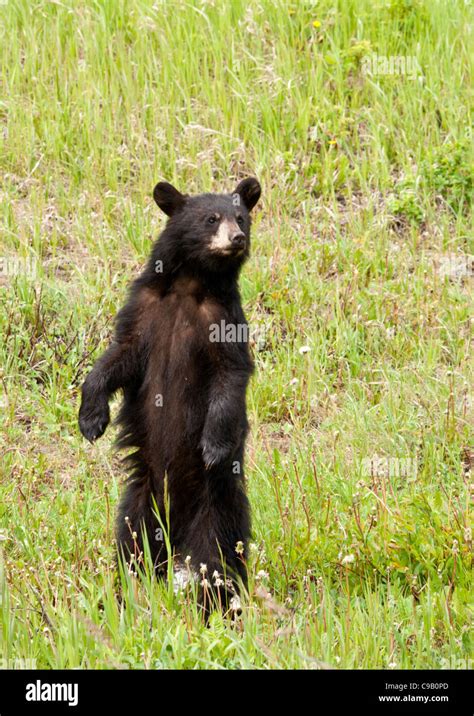 A Black Bear Cub Standing On Its Hind Legs In The Long Grass Stock