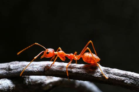 How To Get Rid Of Fire Ants And Prevent Their Return