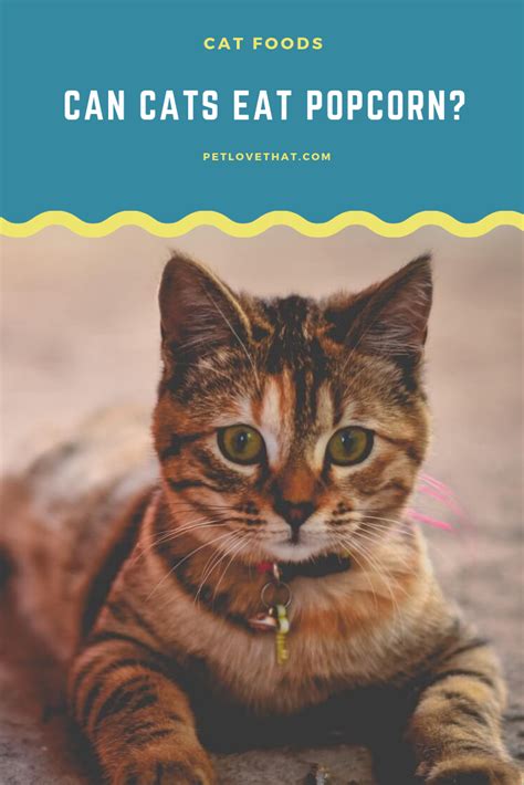 You know that you can occasionally treat your cat to some human food and it wouldn't harm them, but have you ever wondered if cats can be fed some seaweed? Can Cats Eat Popcorn? | Cat and dog memes, Cat questions, Cats