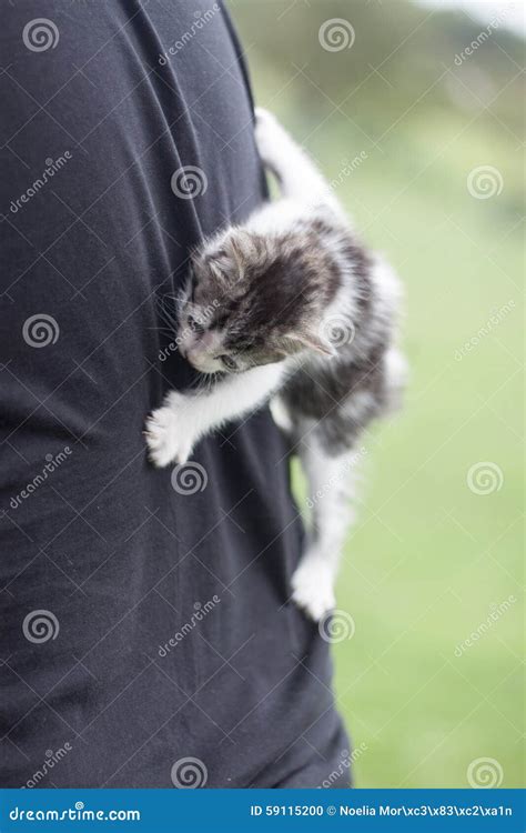 Clining Cat Down Stock Photo Image Of Muzzle Fuzzy 59115200