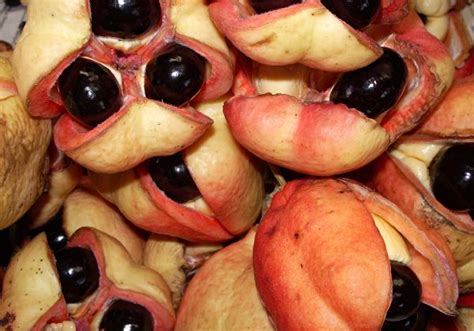 10 Strangest Fruits You Never Tried Or Heard Of Always Foodie