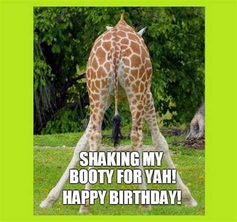 Giraffe Birthday Memes Wishesgreeting