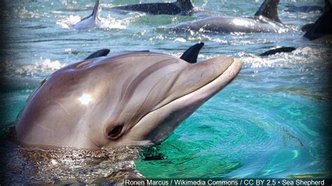 Feds Want To Ban Swimming With Hawaii Dolphins