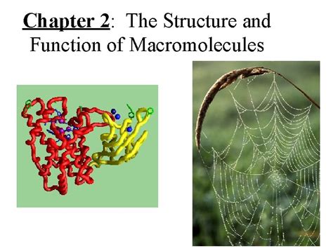 Chapter The Structure And Function Of Macromolecules