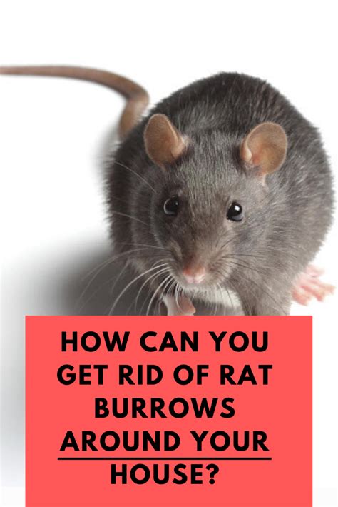 The first step to get rid of rats in your garden or chicken coop is to eliminate the food and water sources they've been relying on. How to Get Rid of Rats Holes in Lawn, Gardens, and the ...